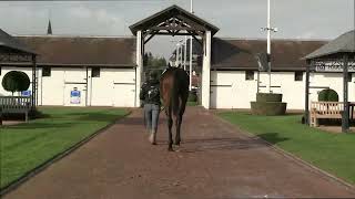 2024 October Yearling Sale  Lot 254  f NZELZAL x AL BAIDAA [upl. by Fernyak]