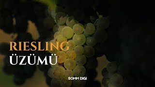 ŞARAP ÖĞRENME  Riesling Üzümü [upl. by Marks80]