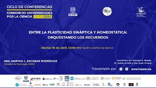 ENTRE LA PLASTICIDAD SINÁPTICA Y HOMEOSTÁTICA ORQUESTANDO LOS RECUERDOS [upl. by Bensky]