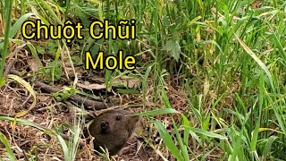 Chuột ChũiMole ở Mỹ [upl. by Kristi472]