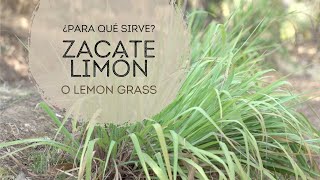 Descubre el poder del Lemongrass  Zacate Limón para la salud [upl. by Houser512]