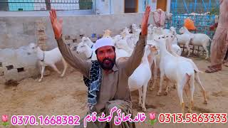 Rosi Teddy bakrian khalid bhai bakra farm dera ghazi khan ٹیڈی بکریاں سائنن بکریاں 03135863333 [upl. by Helene]