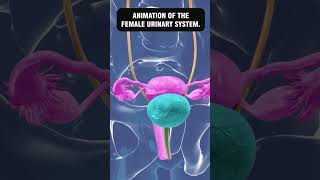 ANIMATION OF THE FEMALE URINARY SYSTEM 3danimation [upl. by Christophe]