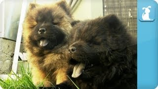 Chow Chow Puppies  PuppyLove [upl. by Otreblig]