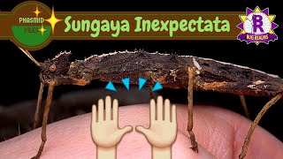 Phasmid Files 1 Sungaya Inexpectata  The Sunny Stick Insect [upl. by Ainorev]