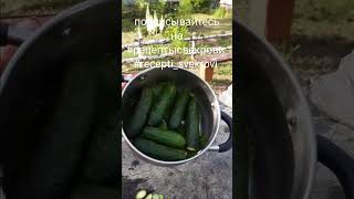 Малосольные огурцы Супер рецепт Очень вкусная закуска [upl. by Lerud311]