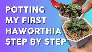 Starting my Haworthia Adventure Easy Care Tips amp Soil Mix [upl. by Ttenneb791]