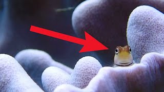 Funny Blenny Fish Compilation  Watch Coolest Blenny Fish [upl. by Griffith553]