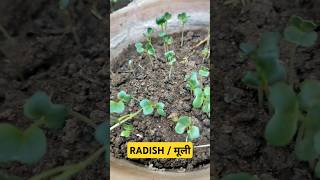 मूली gardening Radishplant radishleaves vegitablegardening plants compost cowdungcompost yt [upl. by Jeniece]