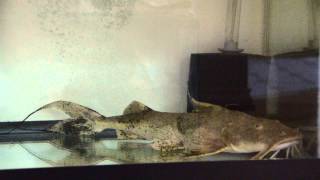 Goonch Catfish Bagarius Yarelli 1 Feeding Video 06182013 [upl. by Ursi]