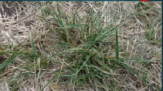 Charla quotManejo de Festuca en sistema agrícolas ganadero en Soriano y Floresquot [upl. by Jade150]