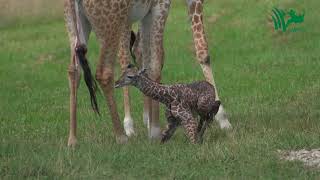 Baby Giraffe Tries to Stand and Takes His First Steps [upl. by Buffum]