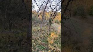 Road Trip bowhunting missouri adventure outdoors deerhunting archery nature deer passion [upl. by Aelyak]