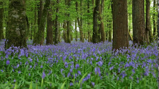 Forest Birdsong Nature SoundsRelaxing Woodland Bluebells Bird SoundsMeadow Ambience Birds Singing [upl. by Naujled860]