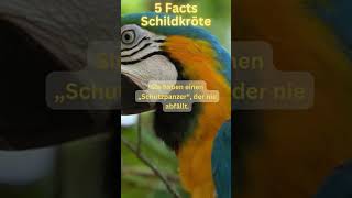 5 Facts Schildkröten [upl. by Pascha]