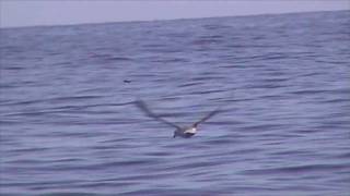 Wilsons Storm Petrel Oceanites oceanicus  First North Sea Record [upl. by Werdma]