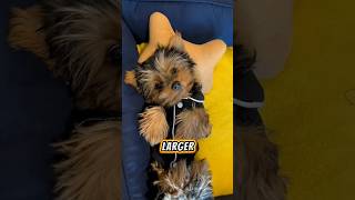 Cutest Yorkshire Terriers Compilation 🐶 [upl. by Etteuqaj621]