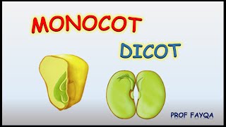 Monocot Vs Dicot plants 12 major differences [upl. by Morville]