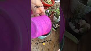 Repotting of aloevera  plant repotting update 22balconygarden repotting aloevera [upl. by Epilif]