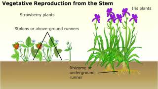 Vegetative Propagation in Plants [upl. by Lillie]