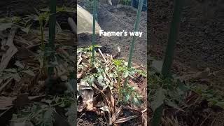 Planting tomatoesmulching dry leavesgardeningtechnique [upl. by Aronoff]