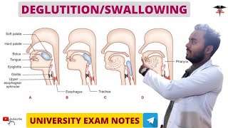 Deglutition  Swallowing  Digestive System physiology [upl. by Freberg134]