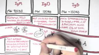 Immunology  Antibodies Function [upl. by Kir586]