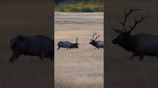 Epic Elk Battle Massive Bulls Clash in Rocky Mountain Showdown  By ASC Wildlife🦌💥 [upl. by Makell]