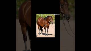 DARK BAY QUARTER HORSES WITH DAPPLES horse fypシ゚ equestrian barrelracing quarterhorse [upl. by Nivled]