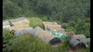 Mushroom Cultivation in Nepal  Research Documentary and Educational Video [upl. by Tran435]