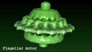 Flagellar motor [upl. by Norra]