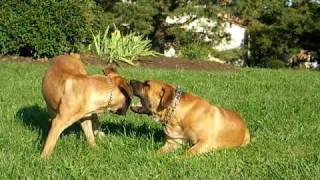 South African Boerboel playtime [upl. by Noiek634]