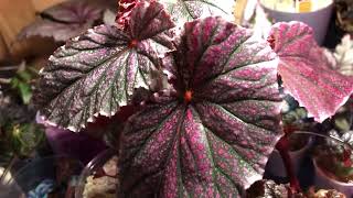 Easy propagation of Angel Wing Cane Begonias [upl. by Adyam370]