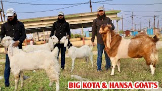 Big Kota Goat Hansa Male amp Kota Malwa Female At Musa Goat Farm [upl. by Ahkihs233]