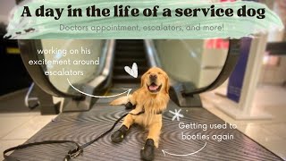 A day in the life of a service dog  Doctors appointment escalators and more [upl. by Ahsilaf139]