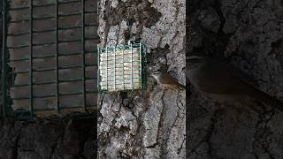 Bewicks Wren🐦Oak Tree Suet Treat bewickswren [upl. by Benjy]