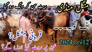 QURBANI JANWAR  KATTO MAAL  TODAY MALIR MANGAL MANDI KARACHI 12 November 2024 [upl. by Aivital949]