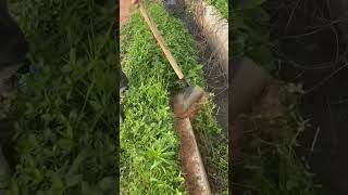 Flat steel shovel clearing process of ditch weeds [upl. by Yllom]