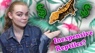 TOP 5 INEXPENSIVE REPTILES FOR BEGINNERS [upl. by Zorine658]