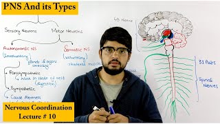 Peripheral Nervous System  PNS [upl. by Bachman382]