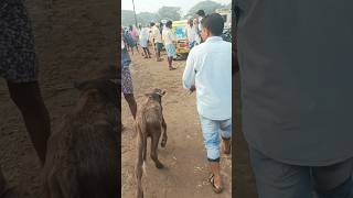 మూడు వేలు చెప్పి 1200 కి ఇచ్చారు calf cattlemarket viralshort గురజాలసంత 31102024 [upl. by Cyn]