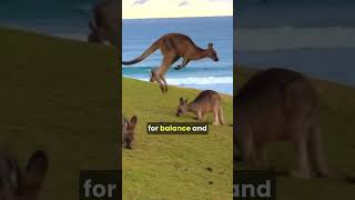 A kangaroo hopping across the Australian outback shorts kangaroo facts [upl. by Ania]