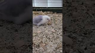 Carla sucht wohl etwas 😅 parrott birds lovebirds agapornis pfirsichköpfchen [upl. by Nnylimaj]