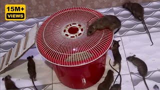 Best Mouse Trap Idea  Most Effective Easy Homemade Mouse Trap  Catch a Mouse in a Plastic Bucket [upl. by Marie308]