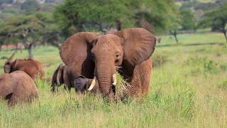 A Glimpse into Tanzanias Tarangire National Park A Paradise for Wildlife Enthusiasts [upl. by Ragan]