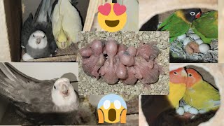 Surprising 😱 Breeding Progress 😍 Of Birds  Budgies Breeding Progress 🐣 [upl. by Ahouh]