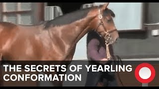 The Secrets of Yearling Conformation [upl. by Virgil]