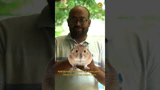 Gerbil rodent  Vishaknath Venkatrajan [upl. by Niad293]