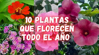 10 PLANTAS que FLORECEN TODO EL AÑO y NO Necesitan de Muchos CUIDADOS  plantas con muchas flores [upl. by Michigan611]