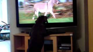 Milo the puppy watching Big Barn FarmMP4 [upl. by Enahs628]